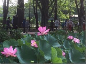 蓮の花が咲いている池の周りを大勢の人が歩いている様子の写真